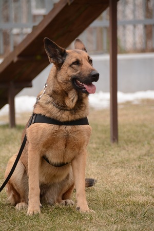 Pies służbowy Cebra 