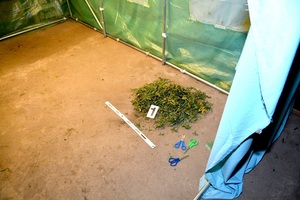 ujawniona marihuana 