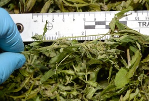 ujawniona marihuana 