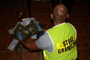 Ujawniona marihuana 