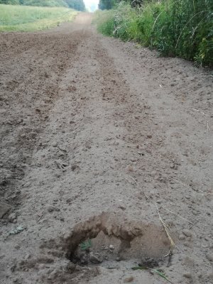 ujawnione ślady na pasie kontrolnym 