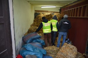 ujawnione liście tytoniu w tirze 