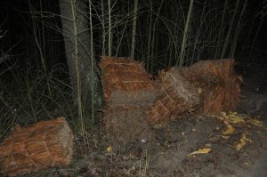 nielegalny tytoń w lesie 