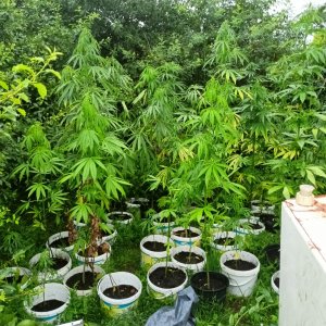 Funkcjonariusze Straży Granicznej ujawnili krzaki konopi indyjskich 