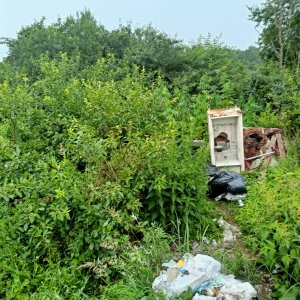 Funkcjonariusze Straży Granicznej ujawnili krzaki konopi indyjskich 