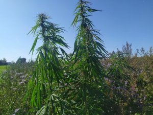 marihuana ujawniona przez funkcjonariuszy z PSG w Dubeninkach 