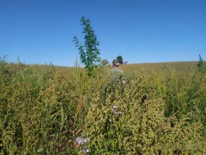 marihuana ujawniona przez funkcjonariuszy z PSG w Dubeninkach 