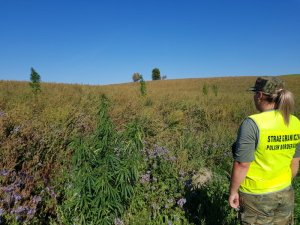 marihuana ujawniona przez funkcjonariuszy z PSG w Dubeninkach 