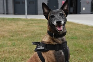 Owczarki belgijskie szkoliły się w Barcianach 