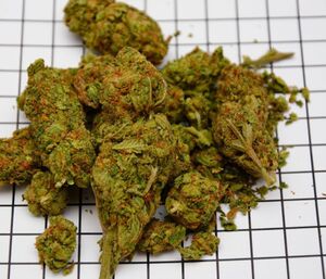 zabezpieczona marihuana 