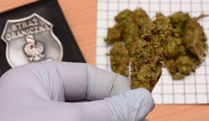zabezpieczona marihuana 