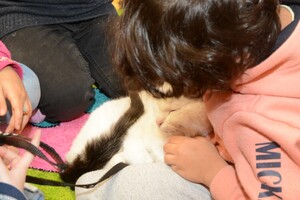 Kot „Kazik” w Strzeżonym Ośrodku dla cudzoziemców w Kętrzynie 
