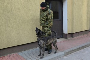 Psy służbowe SG doskonaliły swoje umiejętności 