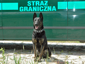 Przyjaciele świętują 