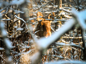 Łączą służbę z pasją