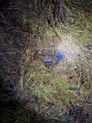 funkcjonariusze Straży Granicznej znaleźli papierosy na łące funkcjonariusze Straży Granicznej znaleźli papierosy na łące