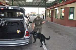 Pies służbowy w trakcie działań 
